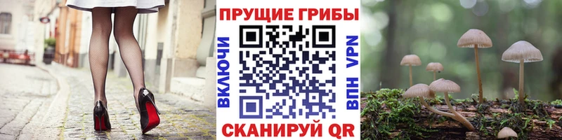 продажа наркотиков  Димитровград  KRAKEN ТОР  Псилоцибиновые грибы GOLDEN TEACHER 